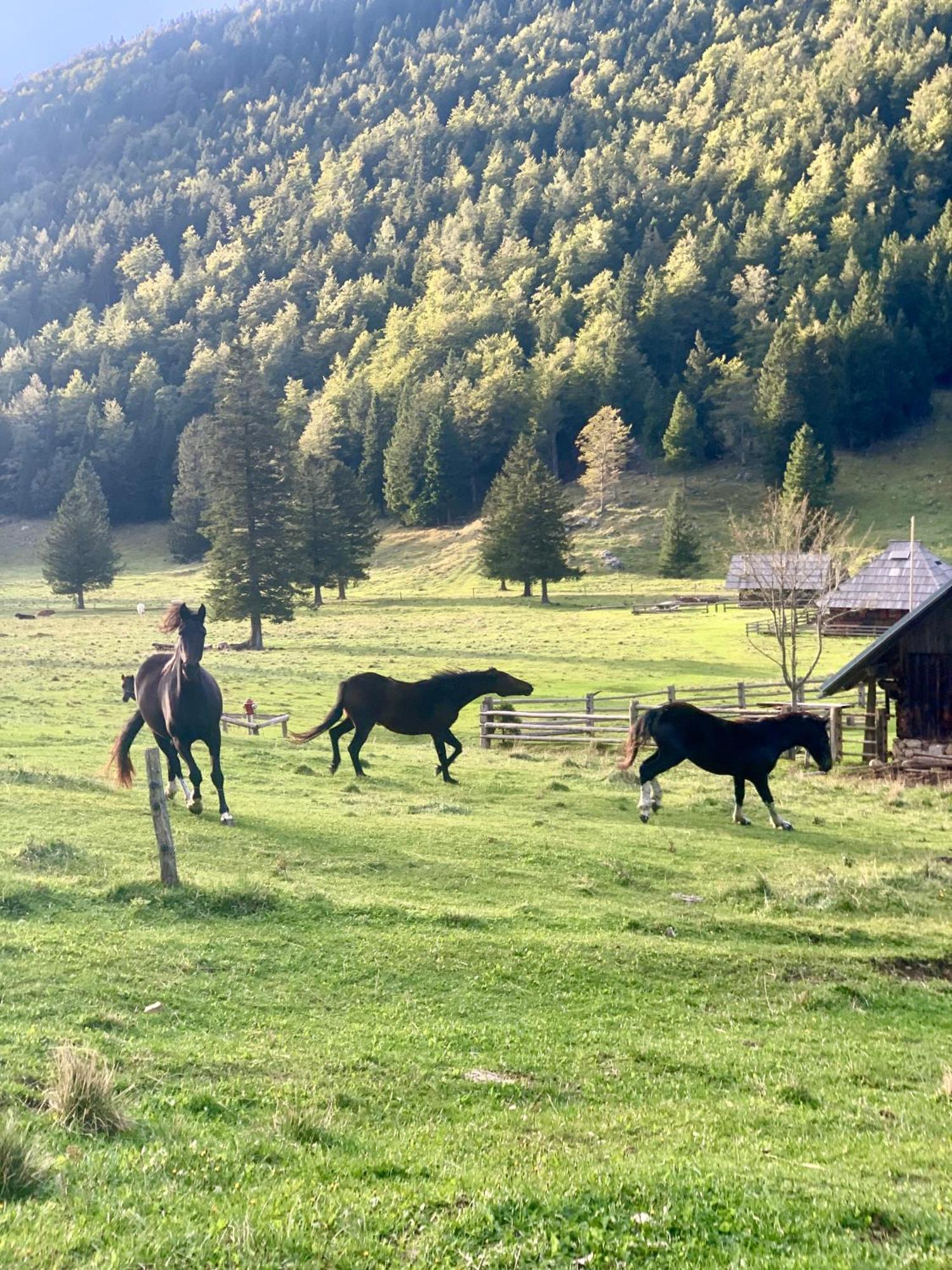 Velika Planina - Chalet Stane - Alps Stahovica المظهر الخارجي الصورة