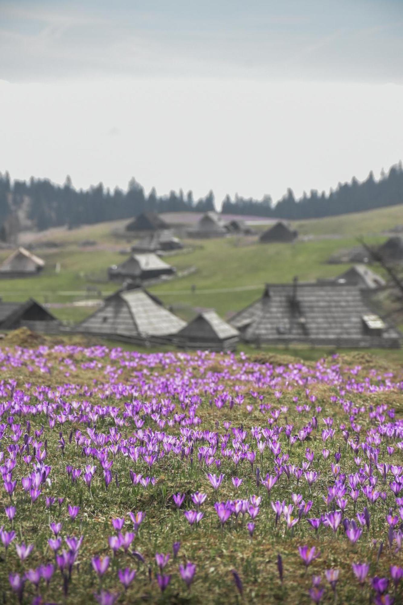 Velika Planina - Chalet Stane - Alps Stahovica المظهر الخارجي الصورة