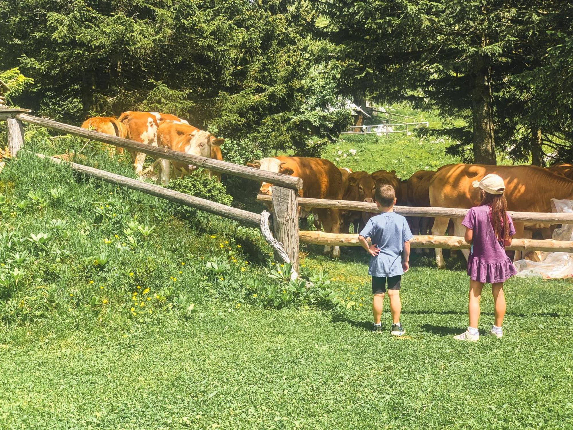 Velika Planina - Chalet Stane - Alps Stahovica المظهر الخارجي الصورة
